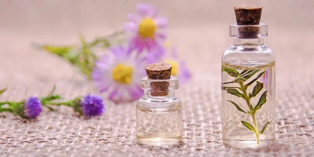 perfume plants feature image